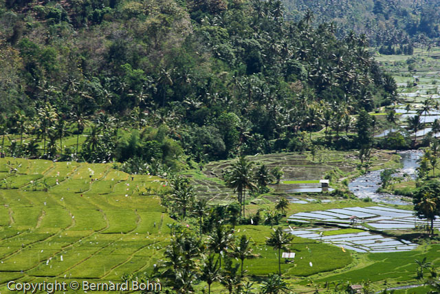 Bali en IndonÃ©sie
RiziÃ¨re Ã®le de Bali
Mots-clés: riziÃ¨re,Ã®le de Bali