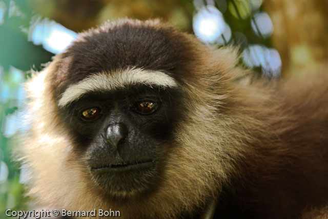 Singe Gibbon
Gibbon
Mots-clés: Gibbon