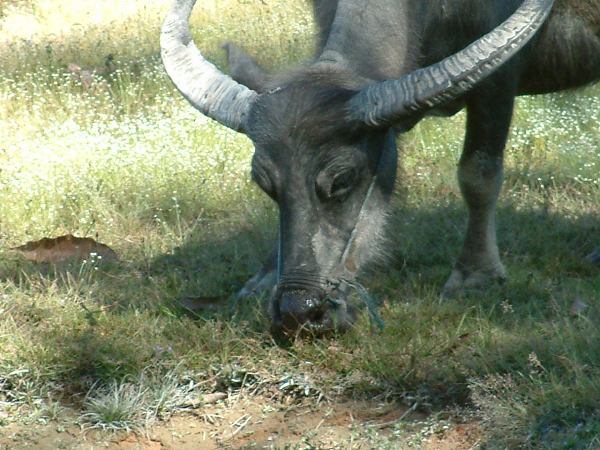 laos
Mots-clés: laos,zebu