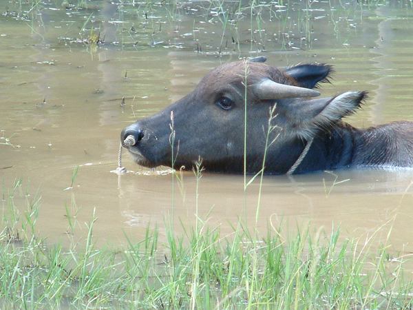 Mots-clés: laos,zebu