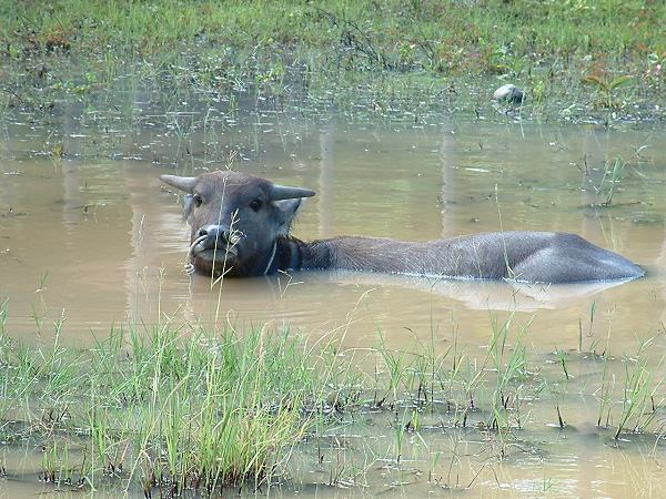 laos
Mots-clés: laos,zebu