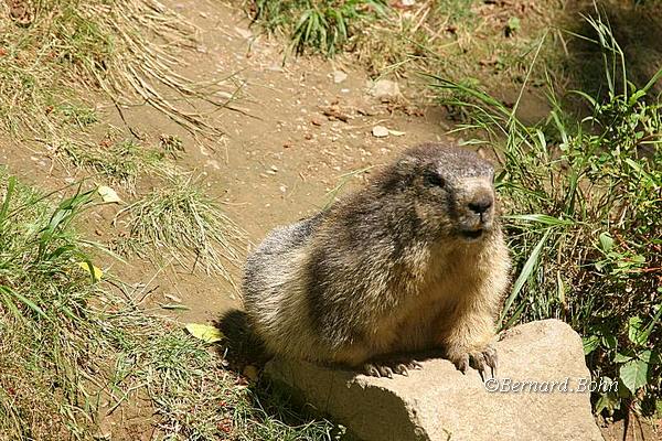 Marmottes
Mots-clés: Marmottes