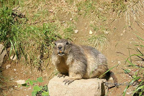 Marmottes
Mots-clés: Marmottes