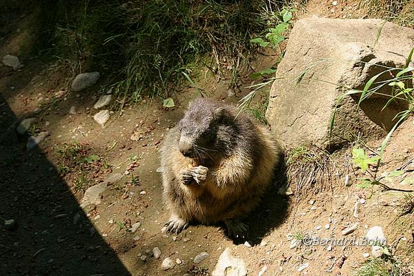 Mots-clés: Marmottes