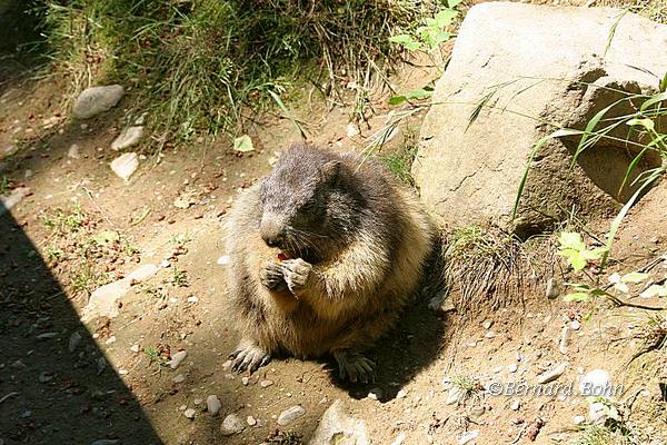 Marmottes
Mots-clés: Marmottes