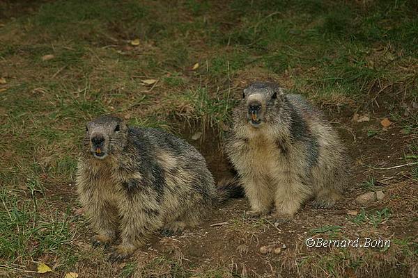 Marmottes
Mots-clés: Marmottes