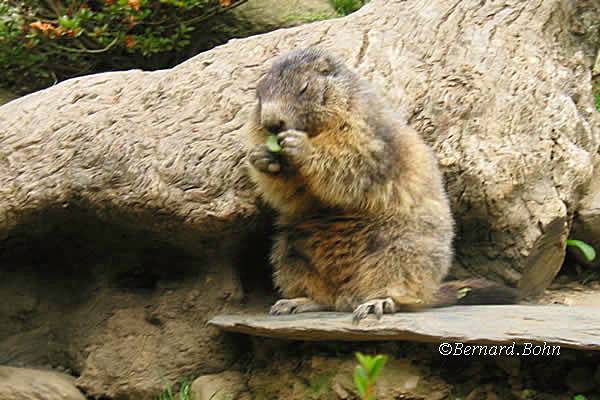 Marmottes
Mots-clés: Marmottes