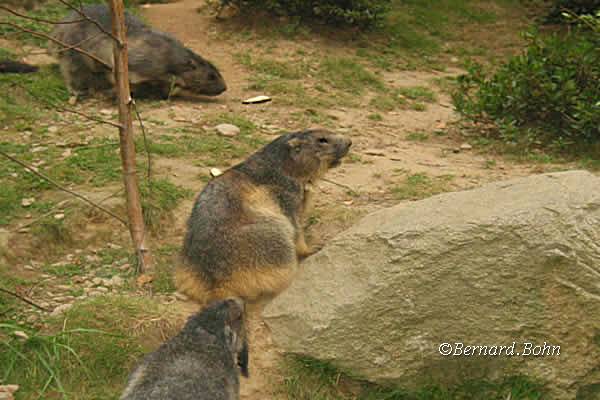 Marmottes
Mots-clés: Marmottes