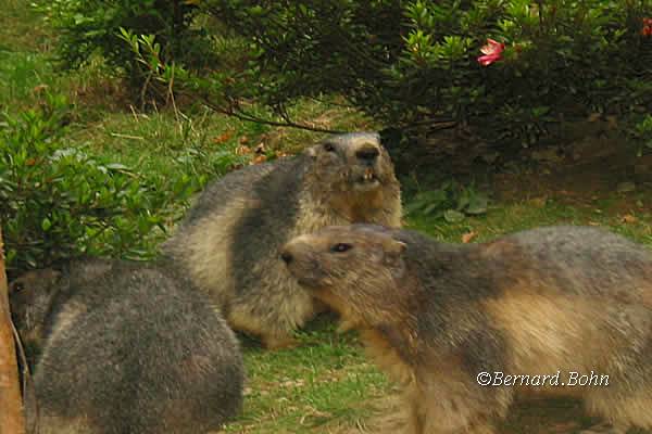 Marmottes
Mots-clés: Marmottes