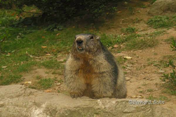 Marmottes
Mots-clés: Marmottes