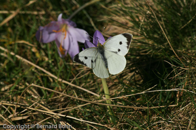 AriÃ¨ge,Ã©tang du Garbet
Mots-clés: Papillon