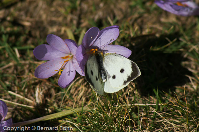 AriÃ¨ge,Ã©tang du Garbet
Mots-clés: Papillon