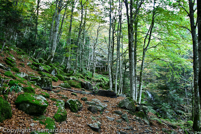 Mots-clés: forêt,étang du Garbet