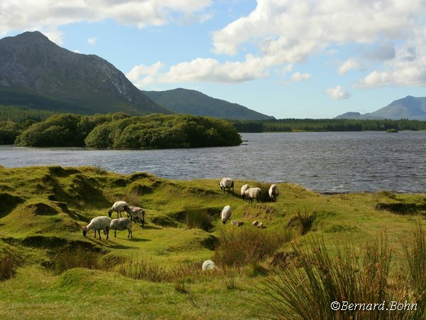Paysage Irlandais moutons connemara
Mots-clés: Irlande mouton connemara