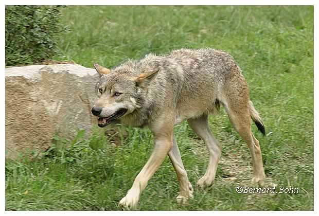 Loup
Mots-clés: Loup