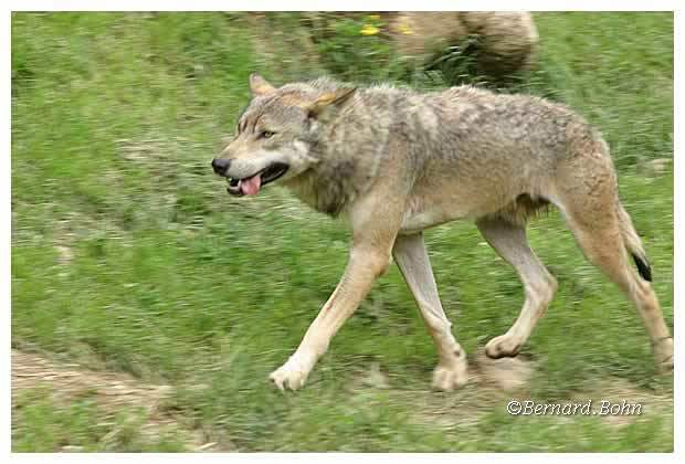 Loup
Mots-clés: Loup