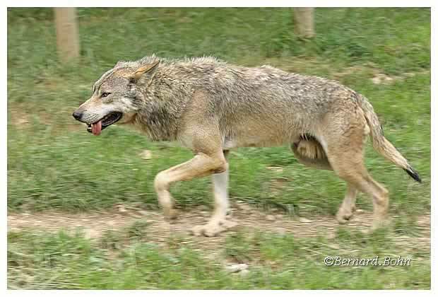 Loup
Mots-clés: Loup