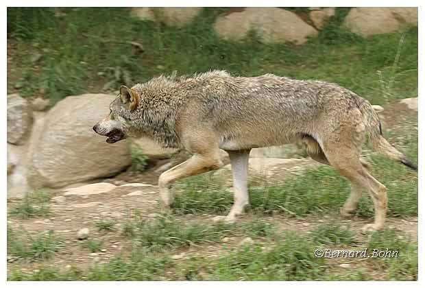 Loup
Mots-clés: Loup