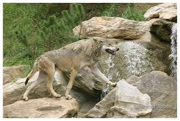 Loup
Mots-clés: Loup