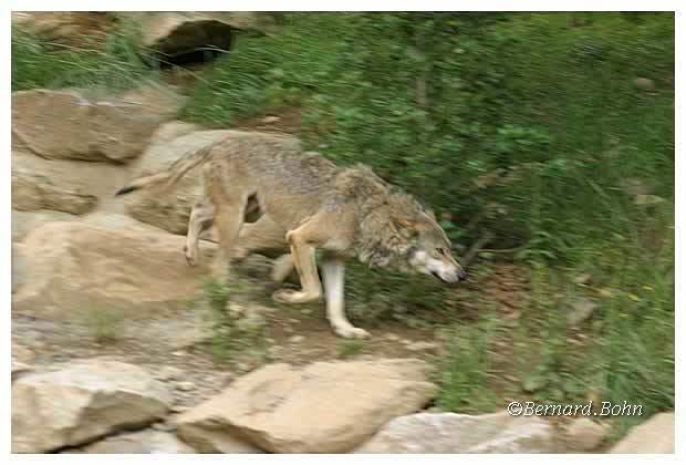 Loup
Mots-clés: Loup