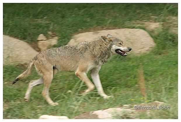 Loup
Mots-clés: Loup