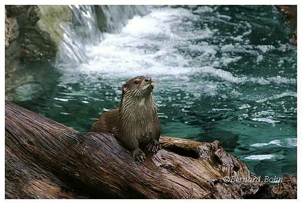 loutre
Mots-clés: loutre