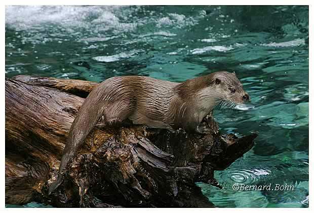 loutre
Mots-clés: loutre