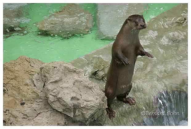 loutre
Mots-clés: loutre