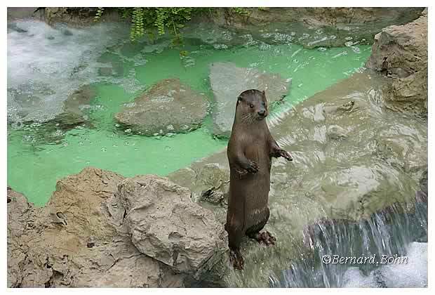 loutre
Mots-clés: loutre