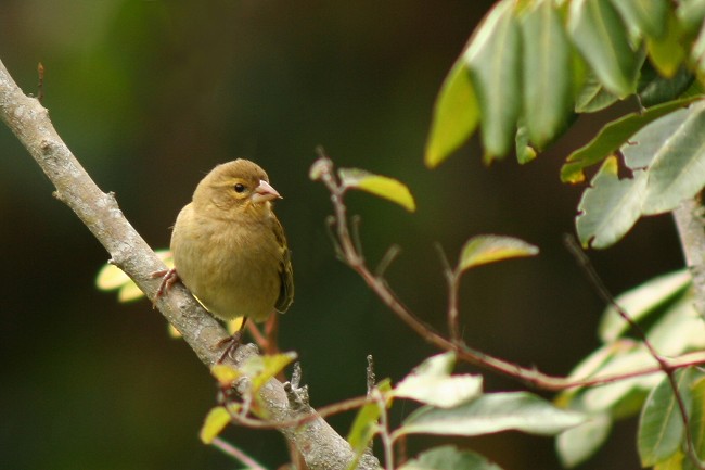 Serin
Mots-clés: serin