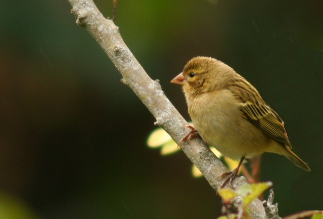 Serin
Mots-clés: serin