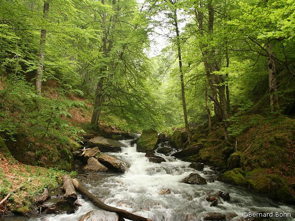 [url=https://bernard-bohn.fr/pyren/html_montagne/etang_arraing.htm] chapelle de l'isard étang d'Arraing[/url]                              
le torrent de l'isard depuis la passerelle des piches menant à la chapelle de l'isard
Mots-clés: ariège,torrent isard,pyrénées