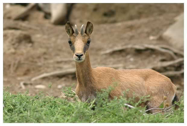 Isard des Pyrénées France