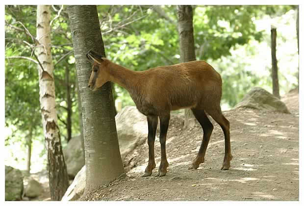 Isard des Pyrénées