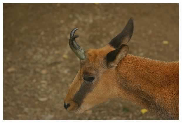 Isard des Pyrénées