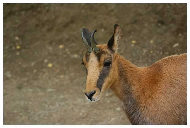 isard des Pyrénées