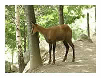 Isard des Pyrénées