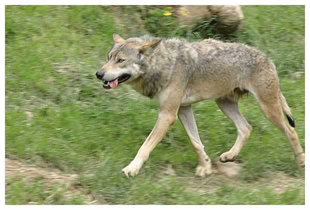 loup photo2