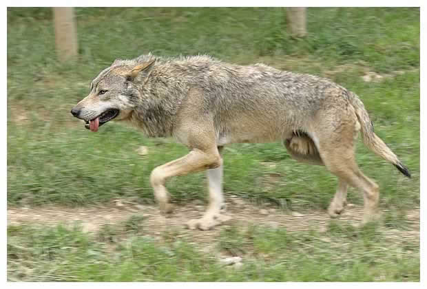 loup photo3