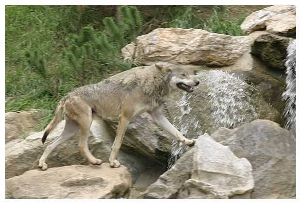 loup photo5