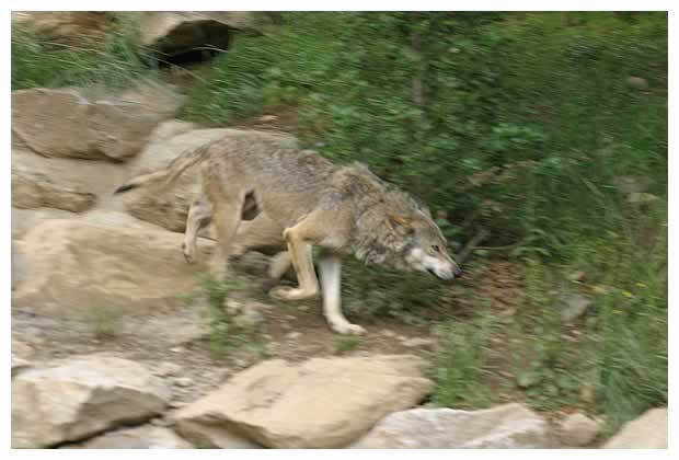 loup photo 6