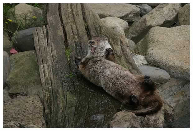 loutre des Pyrénées