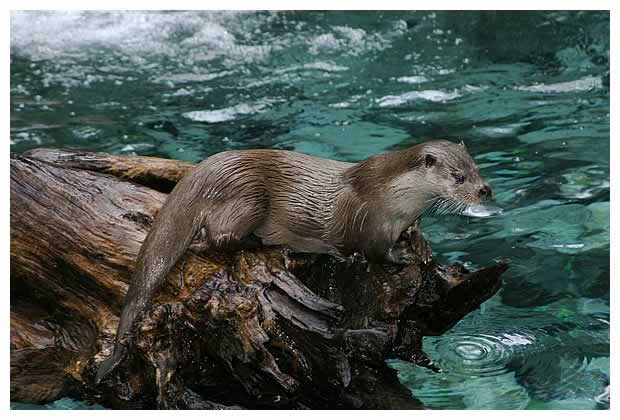 loutre