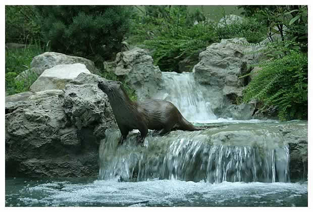 loutre