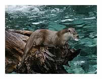 loutre