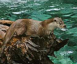 Loutre