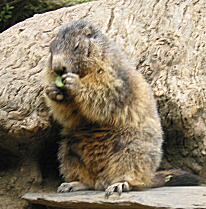 marmotte