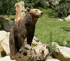 Ours des Pyrénées