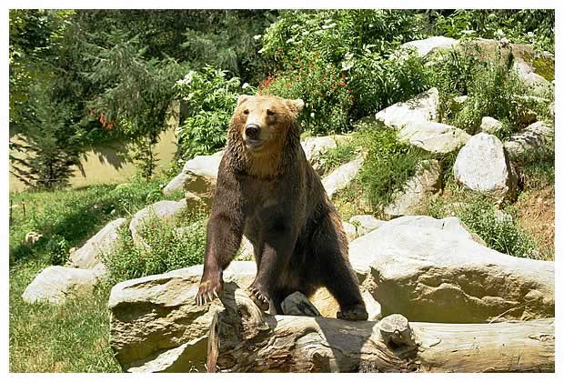 Ours des Pyrénées