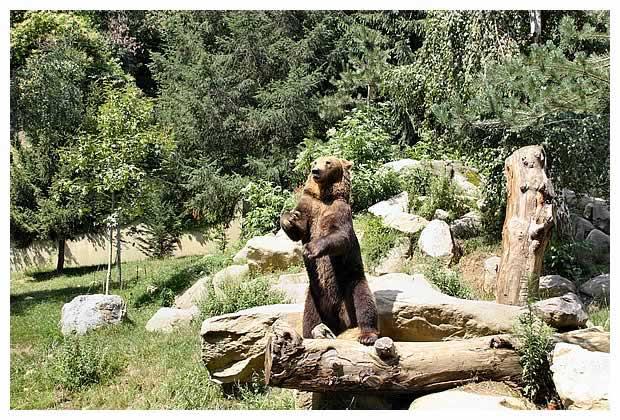 Ours des Pyrénées